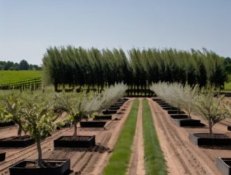 Как правильно выбрать расстояние между яблонями: ключ к богатому урожаю и здоровью сада