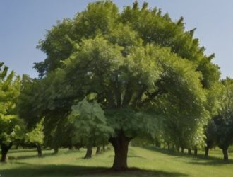 Маньчжурский орех: секреты успешного плодоношения и ускорения созревания