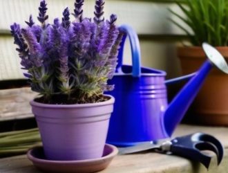 Секреты ухода за лавандой: как прищипывание помогает в формировании идеального куста