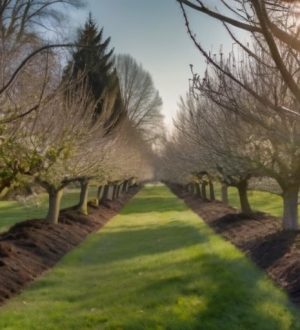Секреты успешной обрезки: как яблони и груши становятся здоровее и урожайнее