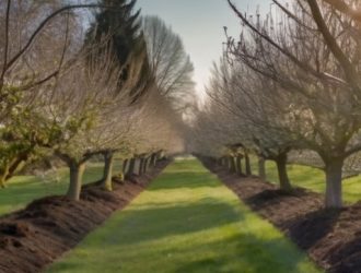 Секреты успешной обрезки: как яблони и груши становятся здоровее и урожайнее