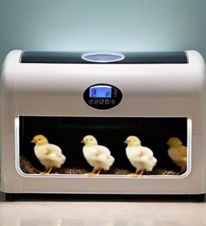 Брудер для цыплят: ключ к успешному разведению от конструкции до ухода