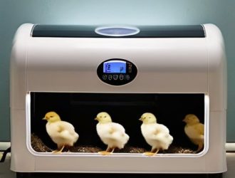 Брудер для цыплят: ключ к успешному разведению от конструкции до ухода