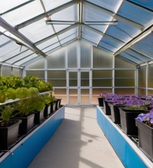 Эффективная вентиляция в теплицах: преимущества форточек для поликарбонатных конструкций