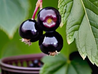 Эффективная защита смородины: как победить почкового клеща и сохранить урожай