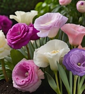 Эустома: секреты выращивания и особенности многолетнего цветения