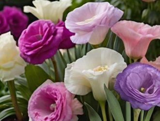 Эустома: секреты выращивания и особенности многолетнего цветения