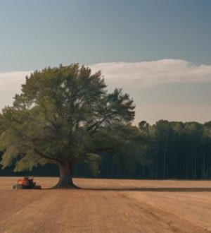 Как безопасно спилить дерево: от оценки рисков до утилизации древесины