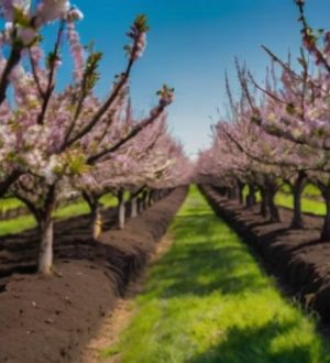 Как добиться обильного плодоношения сливы: секреты успешного ухода и оптимальные условия для садоводов