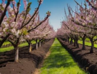 Как добиться обильного плодоношения сливы: секреты успешного ухода и оптимальные условия для садоводов