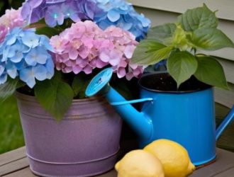 Как добиться роскошного цветения гортензий: роль кислотности почвы и лимонной кислоты