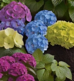 Как подкислить почву для гортензий: секреты успешного выращивания и цветения