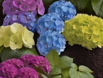 Как подкислить почву для гортензий: секреты успешного выращивания и цветения