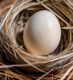 Как правильно подготовить гусиные яйца к инкубации: советы и риски мытья