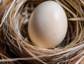Как правильно подготовить гусиные яйца к инкубации: советы и риски мытья