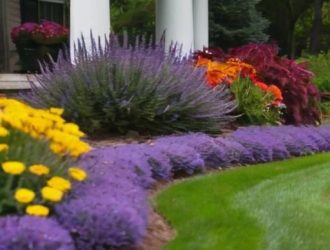 Как сохранить клумбу в целости: советы по защите от собак