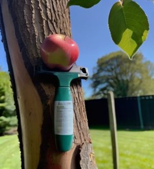 Как спасти яблоню: практическое руководство по лечению и восстановлению поврежденной коры