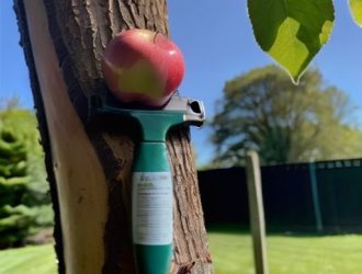 Как спасти яблоню: практическое руководство по лечению и восстановлению поврежденной коры