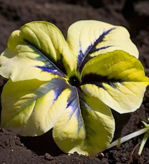 Как спасти петунию от хлороза: причины, симптомы и эффективные методы лечения