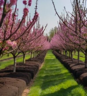 Как ускорить плодоношение сливы: советы по выбору саженцев и уходу для садоводов