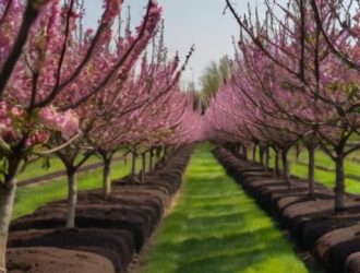 Как ускорить плодоношение сливы: советы по выбору саженцев и уходу для садоводов