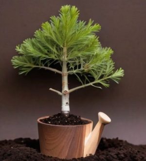 Как вырастить кедр из орешка: пошаговое руководство для садоводов