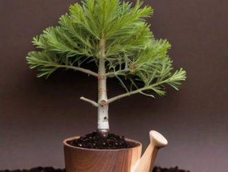 Как вырастить кедр из орешка: пошаговое руководство для садоводов