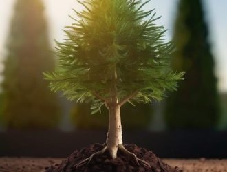 Как вырастить величественный кедр из кедрового орешка: пошаговое руководство для любителей природы