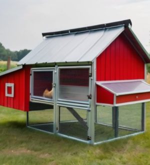 Как защитить курятник от крыс: комплексный подход к безопасности и профилактике