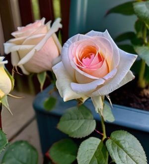 Как защитить розы от мучнистой росы: комплексный подход для садоводов