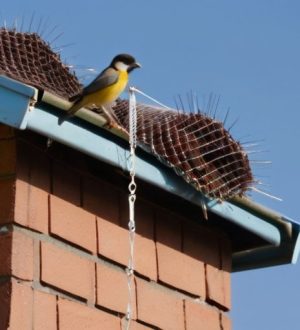 Как защитить свой дом от пернатых соседей: советы по предотвращению и гуманному устранению птиц под крышей