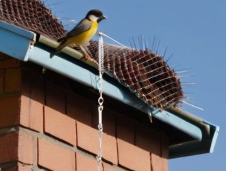 Как защитить свой дом от пернатых соседей: советы по предотвращению и гуманному устранению птиц под крышей