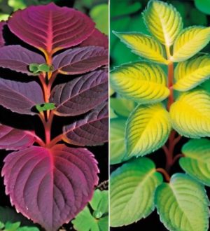 Оптимальное освещение для колеусов: секреты яркого роста и окраски