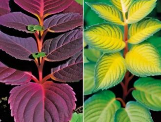 Оптимальное освещение для колеусов: секреты яркого роста и окраски