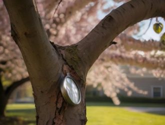 Растрескивание коры на черешне: причины, диагностика и методы восстановления здоровья дерева