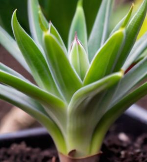 Секреты прищипки: как улучшить здоровье и урожайность растений в вашем саду