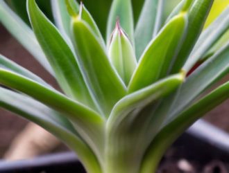 Секреты прищипки: как улучшить здоровье и урожайность растений в вашем саду