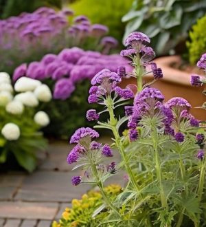 Секреты пышного цветения: как прищипывание помогает вербене стать вашим садовым шедевром