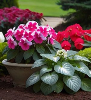 Секреты пышного цветения: как правильно прищипывать бальзамин и ухаживать за ним