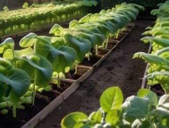 Секреты успешного выращивания гороха: от выбора сорта до сбора урожая