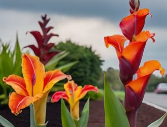 Секреты успешного выращивания канн: от выбора времени посадки до ухода за растениями