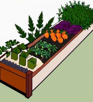 Соседство на грядках: Как выбрать идеальных «соседей» для растений и получить богатый урожай