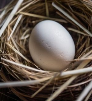 Тайны инкубации: как курица высиживает яйца и что для этого нужно