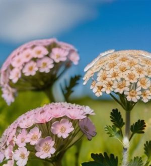 Тысячелистник: от древних ритуалов до современных открытий и его значимость в жизни человека