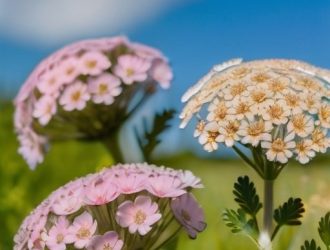 Тысячелистник: от древних ритуалов до современных открытий и его значимость в жизни человека