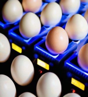 Влияние температуры инкубации на определение пола цыплят: научные открытия и практические рекомендации