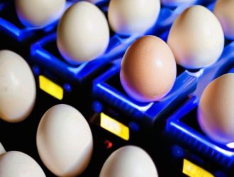 Влияние температуры инкубации на определение пола цыплят: научные открытия и практические рекомендации