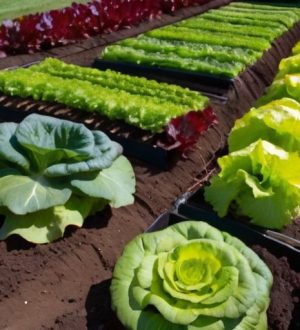 Выращивание салатов на собственном огороде: от выбора сортов до сбора урожая