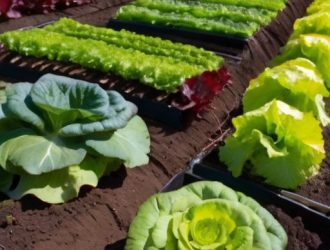 Выращивание салатов на собственном огороде: от выбора сортов до сбора урожая