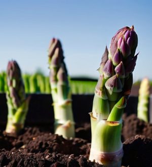 Выращивание спаржи из семян: секреты успешного урожая на вашем участке